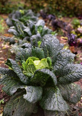 Ekolojik sebze bahçesinde kırışık yapraklı Savoy lahanası. Kırsal çiftlik konsepti. (Brassica oleracea) 