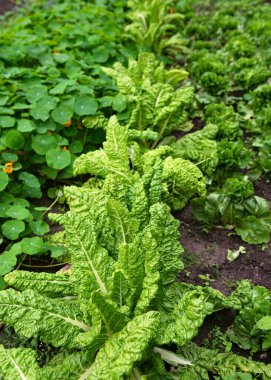 Ekolojik sebze bahçesinde yetişen yeşil pancar yaprakları. Kırsal çiftlik konsepti. (Beta vulgaris)