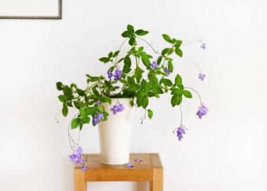 Parlak bir oturma odasında, yüksek beyaz bir saksıda sahte Afrika menekşesinden güzel bir bitki asılıydı. Kapalı alan iklimi ve iç tasarım için ev bitkileri. (Streptocarpus saxorum) 