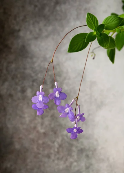 Beautiful false African plant with many violet flowers hanging against a grey rustic wall. (Streptocarpus saxorum) Home gardening, love of houseplants concept.