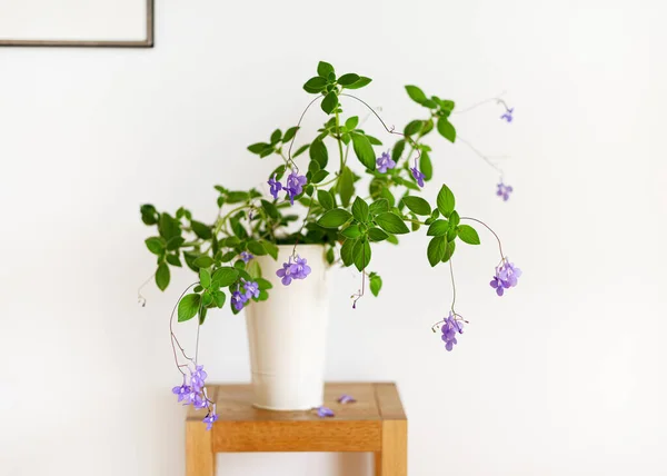 Beautiful hanging plant of false African violet flower in a high white flowerpot in a bright living room. Houseplants for healthy indoor climate and interior design. (Streptocarpus saxorum)