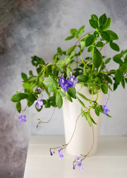 Beautiful hanging false African plant with many violet flowers in e white flowerpot. Houseplants for healthy indoor climate and interior design. (Streptocarpus saxorum)