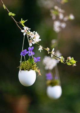 Çiçek açan bir ağaç dalına asılı yumurta kabuğu vazosundaki tatlı menekşe çiçekleriyle el yapımı Paskalya süslemesi. Çiçekçi konsepti. (Viola kokusu) Uzayı kopyala.