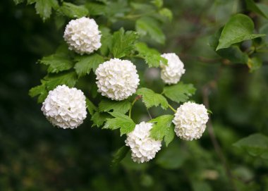 Çiçek açan beyaz kartopu çiçekleri. Arka plandaki kır evinde çiçek açan beyaz çiçekler. Bahçe işleri konsepti. Seçici odaklanma. (Viburnum opulus Roseum)