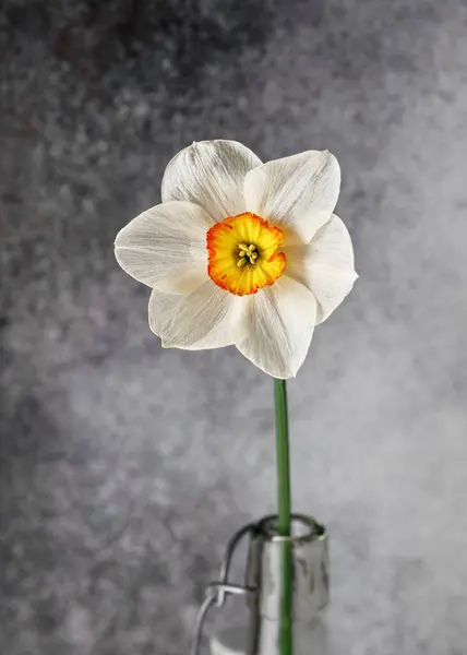 Incroyable Fleur Jonquille Blanche Jaune Orange Flower Record Dans Une Photos De Stock Libres De Droits