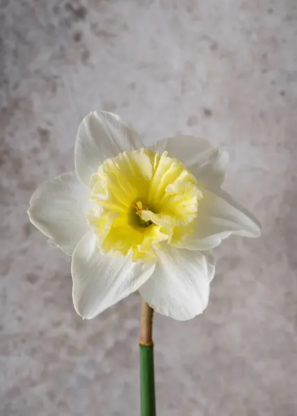 Incroyable Fleur Jonquille Blanche Jaune Ice Follies Bel Arrangement Floristique Images De Stock Libres De Droits