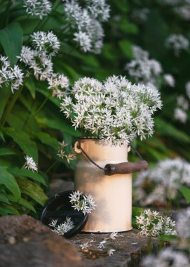 Kulübe bahçesindeki diş minesi süt kutusunda yenilebilir yabani sarımsak çiçekleri. Homeopati ve yemek pişirme konsepti. (Allium ursinum)