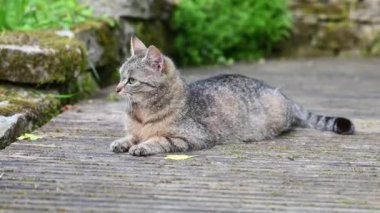 Mutlu çizgili kedi oturur ve bahçeye bakan ahşap terasta dinlenir. Kameraya bakan evcil hayvan kedi..