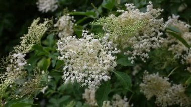Çiçek açan elderflower ya da kır evindeki bahçedeki Avrupa böğürtlenleri. (Sambucus nigra) Organik gıda veya alternatif tıp konsepti.