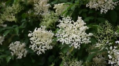 Bahar ormanlarındaki yaşlı siyahların güzel çiçek tomurcukları ve çiçekleri. Alternatif tıp ve organik gıda konsepti. (Sambucus zencisi)