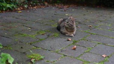 Anne kedi yalan söylüyor ve komik kedi yavrusu, dört haftalık, terasta yanından geçiyor. Evcil hayvan ya da evcil hayvan konsepti.