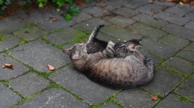 Anne kedi, dört haftalık yavrusunu bahçe terasında temizliyor. Evcil hayvan ya da evcil hayvan konsepti.