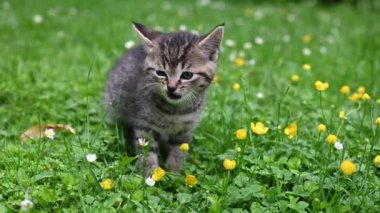 Güzel gözlü, çizgili kedi yavrusu bahçedeki çayırı keşfediyor. Kameraya bakan evcil hayvan kedi..