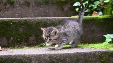 Meraklı ve korkmuş kedi yavrusu, dört haftalık, bahçe merdivenlerine çıkıyor. Evcil hayvan ya da evcil hayvan konsepti.