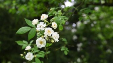 Bahçede rüzgarda sallanan güzel beyaz güller demetleri. Kulübe bahçesi konsepti.