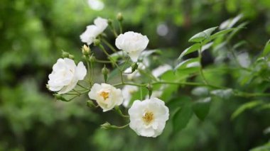Güzel beyaz başıboş İngiliz gülleri kır evinin bahçesinde rüzgarda sallanıyor. Bahçe konsepti.