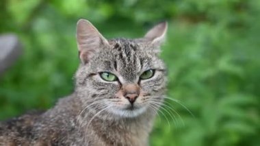 Büyük yeşil gözlü şirin çizgili kedi portresi merakla kameraya bakıyor. Evcil hayvan konsepti.