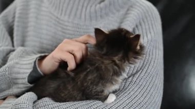 Sevimli kediciği okşayan çocuk ve kedi çok meraklı görünüyor. Sevimli ev kedisi.