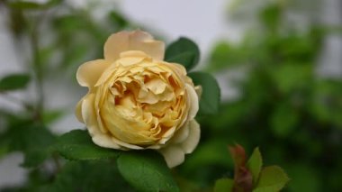 Güzel İngiliz gülü yazlık bahçede rüzgârda sallanıyor. Bahçe işleri ya da çiçekçi konsepti. 