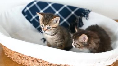 Kirli sepetin içinde oturmuş mavi bir battaniyeye karşı oynayan evcil yavru kediler. Sevimli ev kedisi..