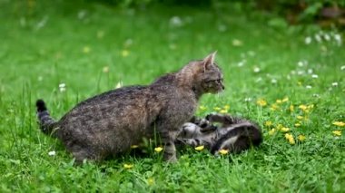 Anne kedi, dört haftalık yavrusuyla bahçede bir sürü çiçekle oynuyor. Evcil hayvan ya da evcil hayvan konsepti.