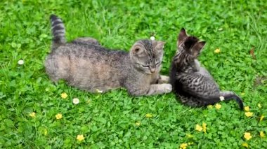 Küçük komik kedi yavrusu, dört haftalıkken, anne kedisiyle bahçedeki çayırda bir sürü çiçekle oynuyor. Evcil hayvan ya da evcil hayvan konsepti.