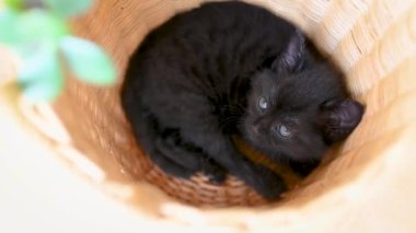 Evcil küçük siyah kedi yavrusu yalan söylüyor ve sepetin derinliklerinden tuhaf görünüyor. Sevimli ev kedisi..
