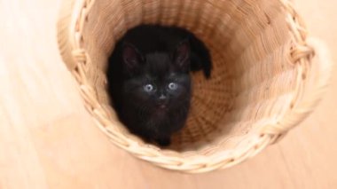 Beş haftalık siyah kedi yavrusu sepette uzanıyor ve esniyor. Sevimli ev kedisi konsepti. 