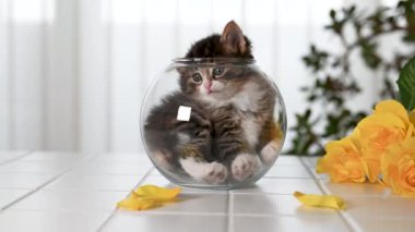 Meraklı, gri ve beyaz kedi yavrusu cam top vazosundan dışarı bakıyor. Çok sevimli bir kediydi ve evcil hayvanlarla ilgilenirdi. Boşluğu kopyala.