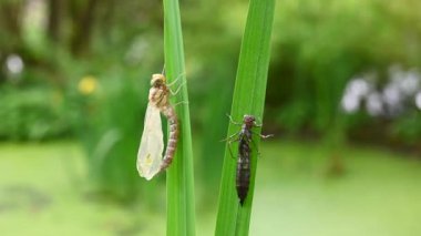 Yeni yumurtadan çıkan Büyük Kral 'ın yusufçuk böceği ve süsen yapraklarının üzerindeki coşkusu bir bahçe havuzunda rüzgarda sallanıyor. (Anax imperator) 