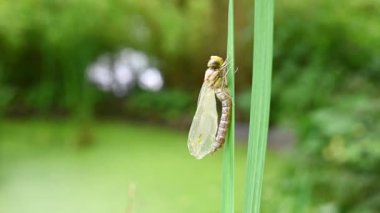 Büyük imparator yusufçuk kanatları kuruyup sertleşmeden yeni ortaya çıktı. (Anax imperator) Yusufçuk işleminin doğuşu. Boşluğu kopyala.