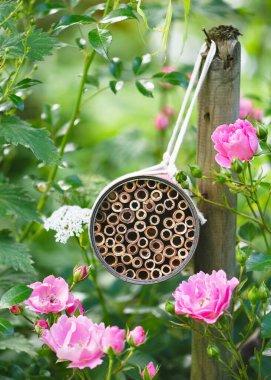 Pembe Rosa çiçeklerinin etrafındaki kır evinde asılı duran paslı konserve kutularından yapılan el yapımı böcek otelleri. Bahçe için DIY böceği oteli oluşturun. Çocuklar vahşi hayvan kavramını geliştirir ve ona yardım eder.