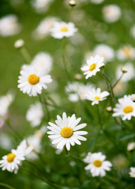 Yumuşak odaklı ve güzel bokeh 'li harika beyaz Marguerite çiçekleri olan bir yaz çayırı. (Leucanthemum vulgare)