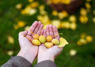 Ginkgo cevizi hasadı, kızların elinde sarı yapraklı meyveler. Alternatif tıp ve homeopati ya da gıda malzemesi. (Ginkgo biloba)