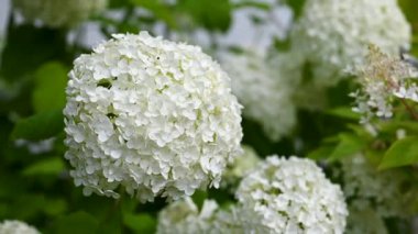 Güzel yaz çiçekleri serpilen beyaz, pürüzsüz ortanca çiçekleri yazlık bahçede rüzgarda sallanıyor. Bahçecilik veya çiçekçilik kavramı (Hydrangea arboresans)