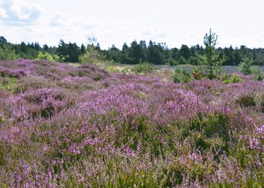 Yaz mevsiminde çiçek açan mor kenevir çiçeklerinin olduğu fundalıkların ve bataklıkların olduğu bölge. (Calluna vulgaris) Romo Adası, Danimarka 