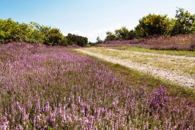 Yaz mevsiminde çiçek açan mor kenevir çiçeklerinin arasında uzanan harika bir manzara. (Calluna vulgaris) Romo Adası, Danimarka