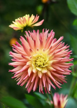 Orange, yellow cactus dahlia 