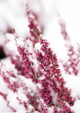 Blooming pink Heather (Erica) flowers covered with the first snow in the garden. Garden concept. Selective focus. clipart