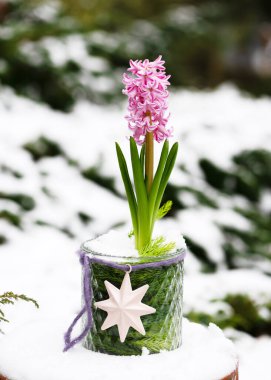 Beautiful floristic arrangement with Pink hyacinthine flower in a glass vase with decor star in the garden covered with snow. Floral still life. clipart