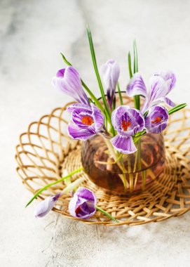 Çizgili çiçekli bir buket mor kroket, çizgili kral, ev dekorasyonu için cam vazoda. Eski tarz. Boşluğu kopyala.