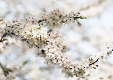 Mirabelle plum tree branch with  beautiful white blossoms. Selective focus. Nature spring background. clipart