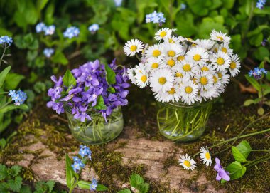 Güzel papatya buketi (Bellis perennis) ve tatlı menekşe (Viola odorata) çiçekleri kır evindeki kavanozda. Bitkisel tıp konsepti.