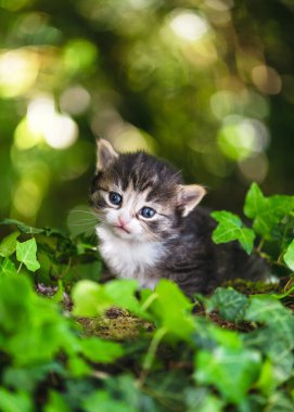 Küçük komik kedi yavrusu bahçede oturur ve rüya gibi bakışlı bir şeye bakar. (Felis catus) Doğa tarım kavramı.