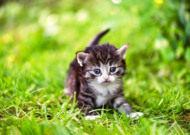 Mavi gözlü komik bir kedi yavrusu, iki haftalık, çimenlerde yürüyor ve kameraya bakıyor. (Felis catus) Doğa tarım kavramı.
