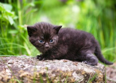 Küçük komik siyah kedi yavrusu, iki haftalık, mavi gözlü bahçedeki taşın üzerinde oturuyor. (Felis catus) Doğa tarım kavramı.