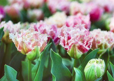 Güzel, pembe, çift kanatlı laleler 