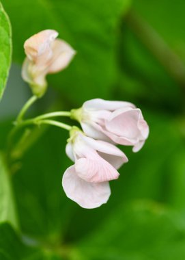 Pastel portakal, pembe fasulye 