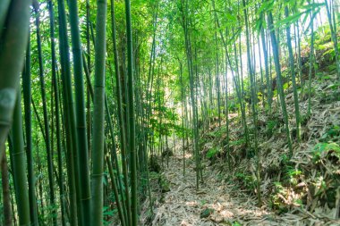 Aşağıdan alınan bambu ormanının görüntüsü