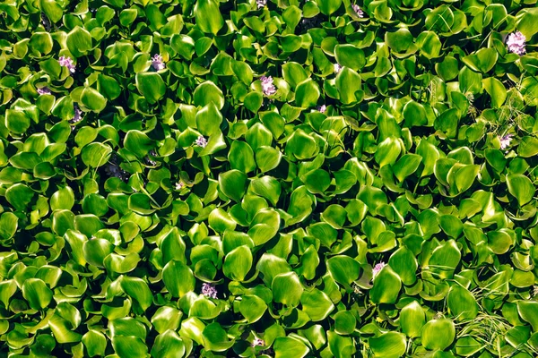 Grüne Seerosen Fluss — Stockfoto